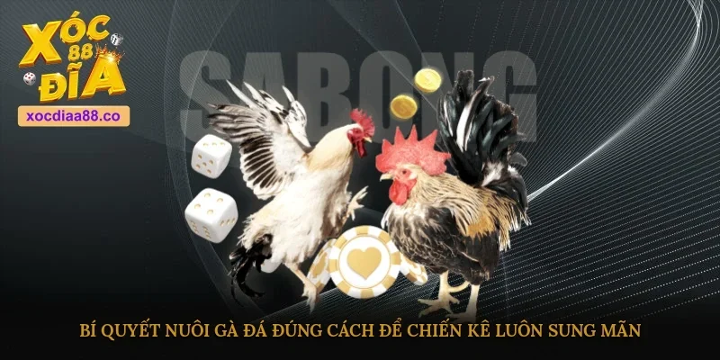 Bí quyết nuôi gà đá đúng cách để chiến kê luôn sung mãn