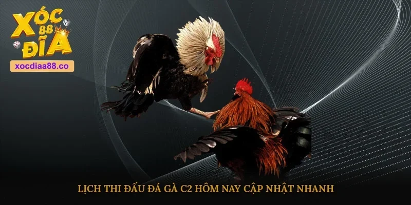 Lịch thi đấu đá gà C2 hôm nay cập nhật nhanh