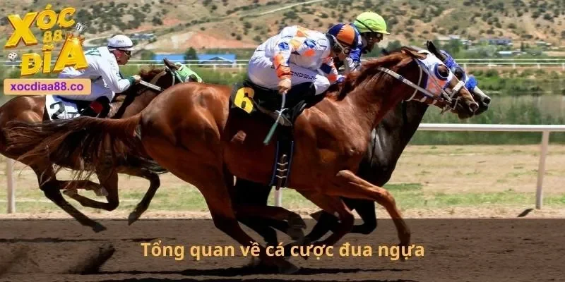 Tổng quan về cá cược đua ngựa